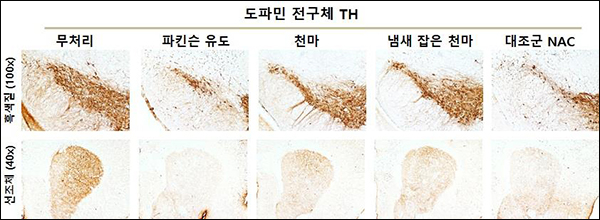 파라-크레졸 제거 천마 추출물을 투여한 파킨슨병 신경독성모델 생쥐의 뇌 선조체와 흑색질에서 도파민 전구체 TH 발현 조직 사진. 파킨슨병 유도한 동물실험 그룹에서 도파민 전구체 TH 발현이 줄었으나 냄새 잡은 천마액 투여로 다시 높아지는 것을 확인했다.(제공=농진청)