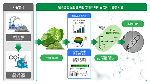 양배추 폐기물 업사이클링 기술. (사진=세계김치연구소)